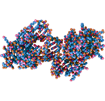 WRN inhibitor (MSI-high tumors)